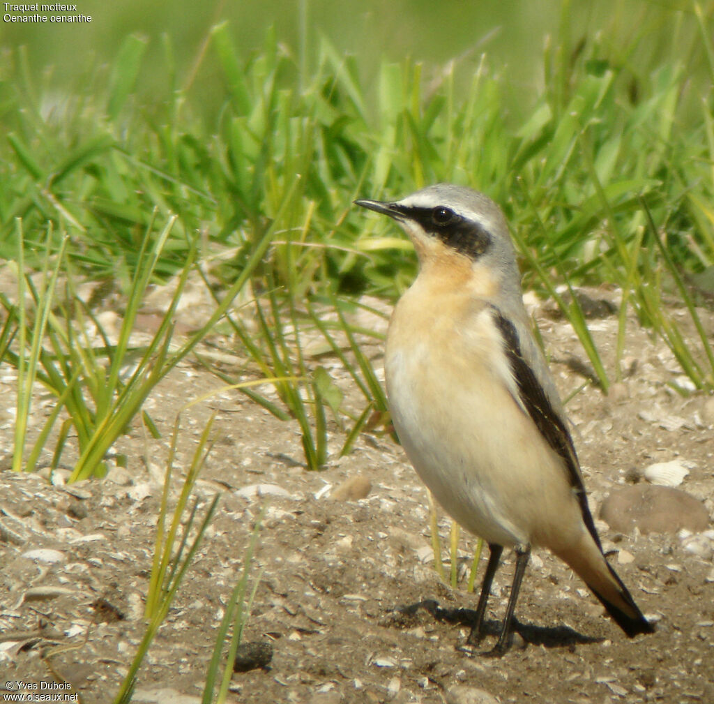 Northern Wheatear