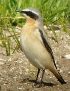 Northern Wheatear