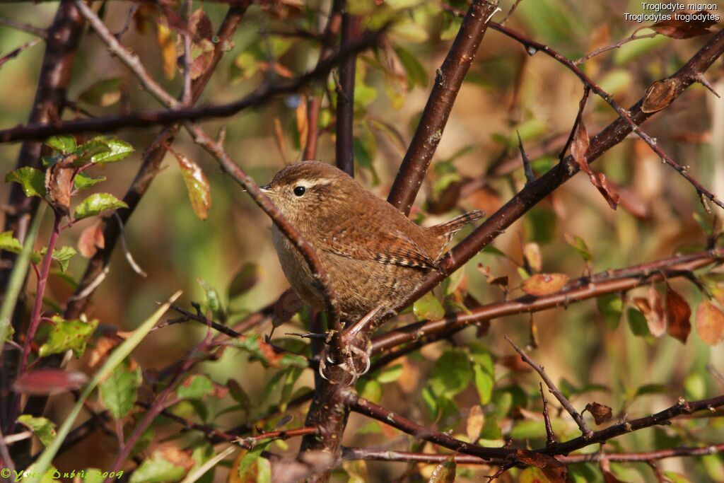 Eurasian Wren