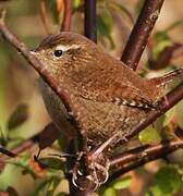 Eurasian Wren