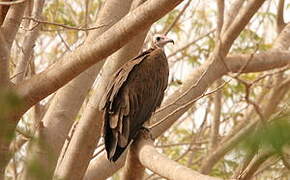 Hooded Vulture