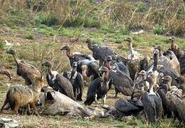 White-rumped Vulture