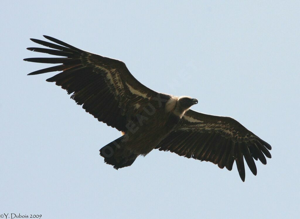 Griffon Vulture