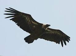 Griffon Vulture