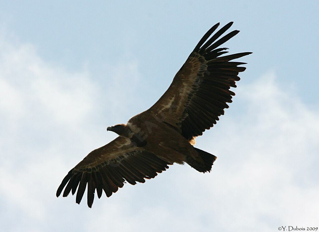 Griffon Vulture