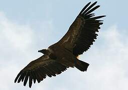 Griffon Vulture