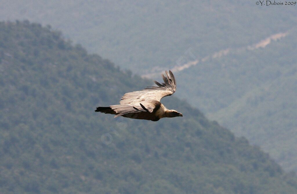 Vautour fauve