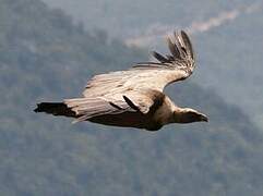 Griffon Vulture