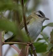 Red-eyed Vireo