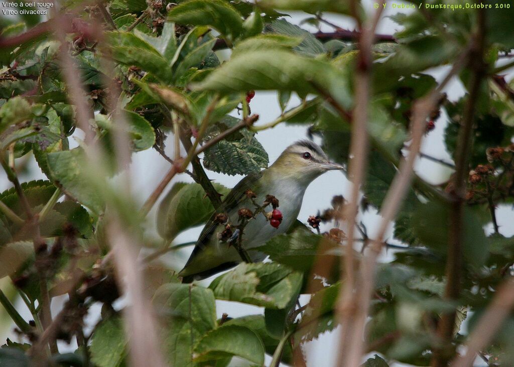 Red-eyed Vireo