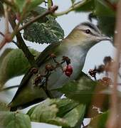 Red-eyed Vireo