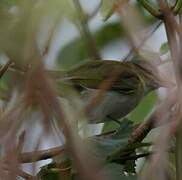 Red-eyed Vireo