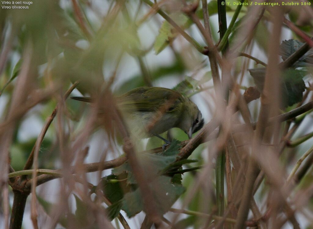 Red-eyed Vireo