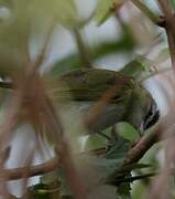 Red-eyed Vireo