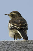 White-browed Scrub Robin