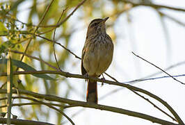 White-browed Scrub Robin