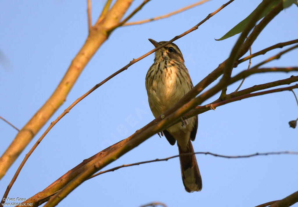 White-browed Scrub Robin