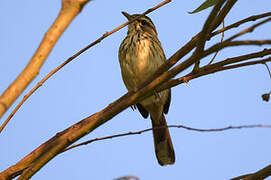 White-browed Scrub Robin