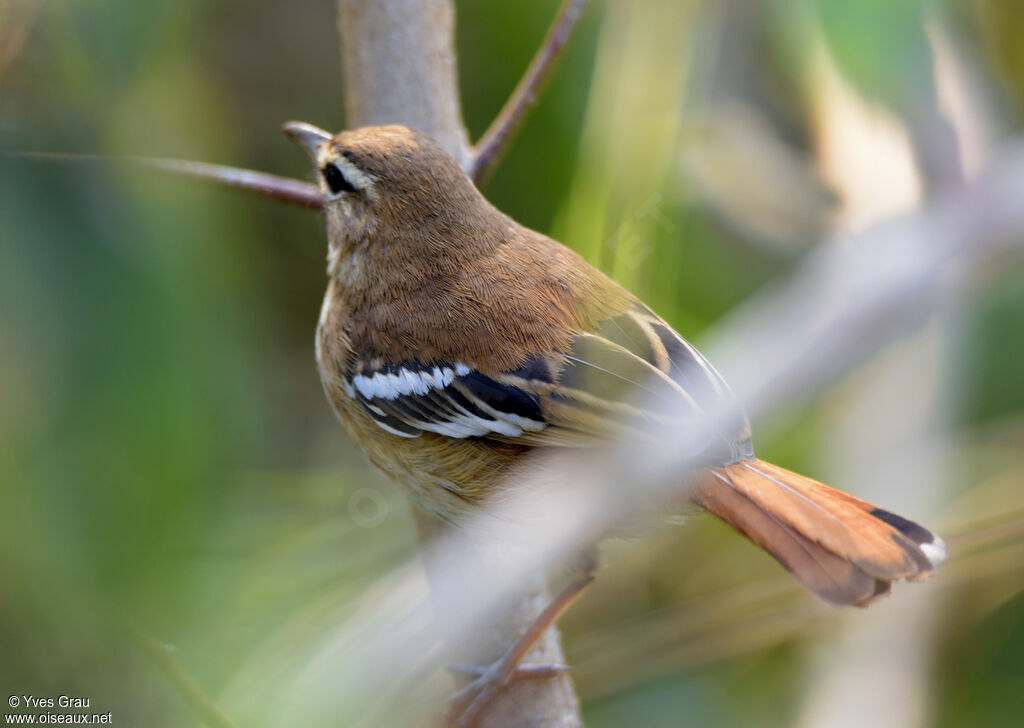 White-browed Scrub Robin