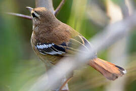 White-browed Scrub Robin