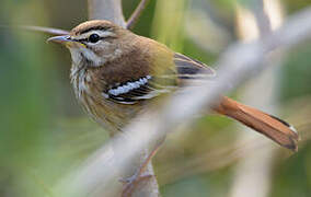 White-browed Scrub Robin