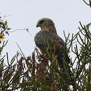 Ayres's Hawk-Eagle