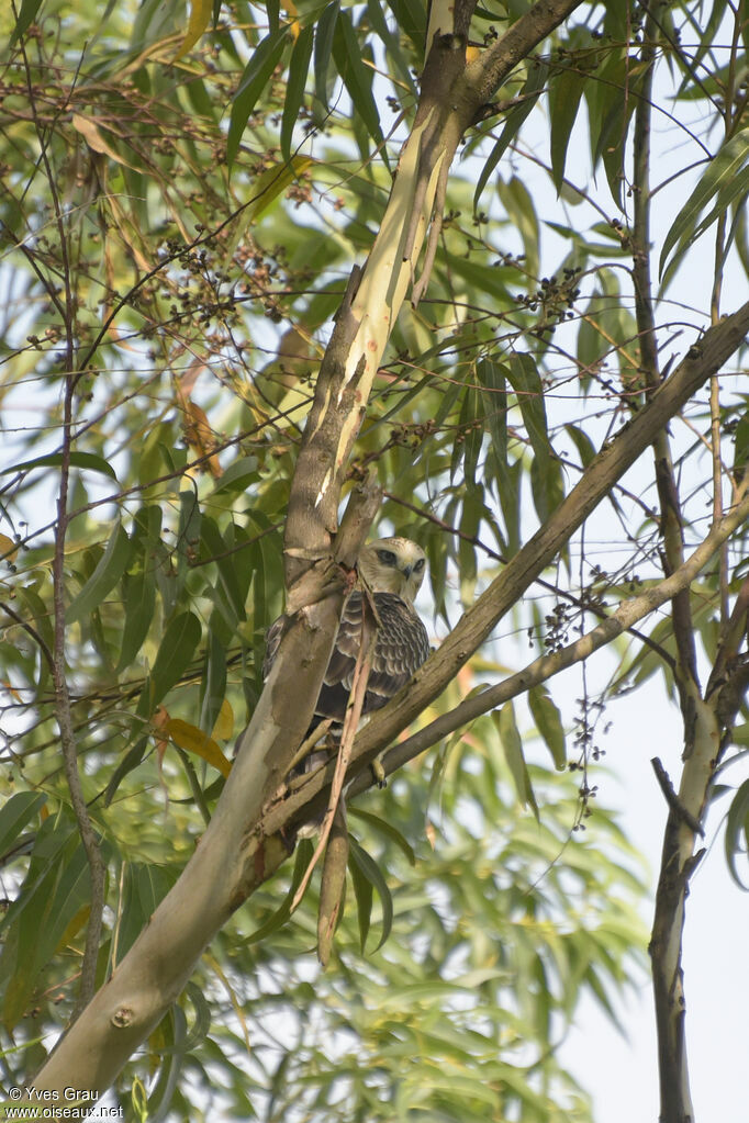 Ayres's Hawk-Eagle