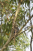 Ayres's Hawk-Eagle