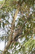 Ayres's Hawk-Eagle