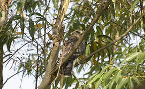 Ayres's Hawk-Eagle