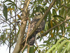 Ayres's Hawk-Eagle