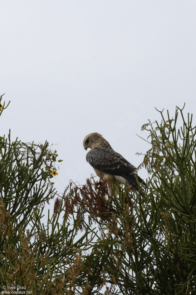 Ayres's Hawk-Eagle