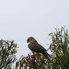 Aigle d'Ayres