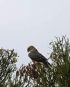 Ayres's Hawk-Eagle