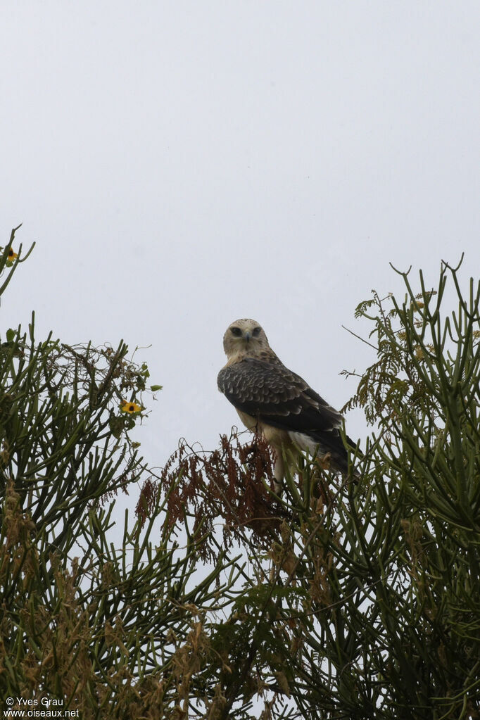 Ayres's Hawk-Eagle