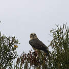 Aigle d'Ayres