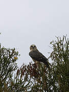 Ayres's Hawk-Eagle