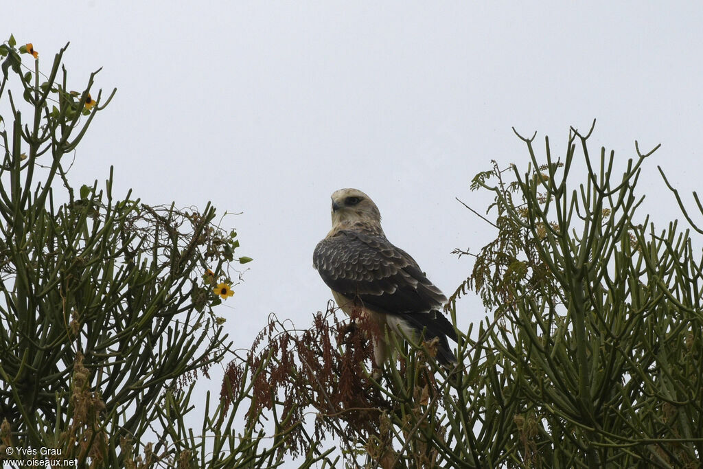 Ayres's Hawk-Eagle