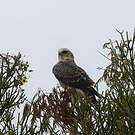 Aigle d'Ayres