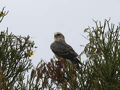 Ayres's Hawk-Eagle