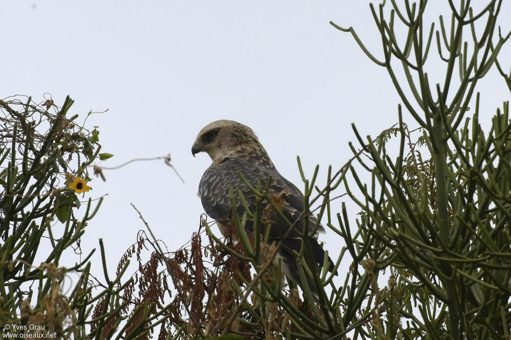 Ayres's Hawk-Eagle