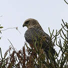 Aigle d'Ayres