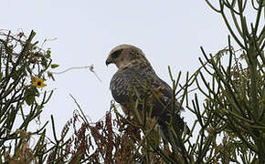 Ayres's Hawk-Eagle