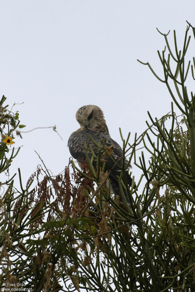 Aigle d'Ayres