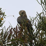 Ayres's Hawk-Eagle