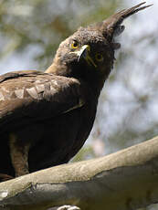 Aigle huppard