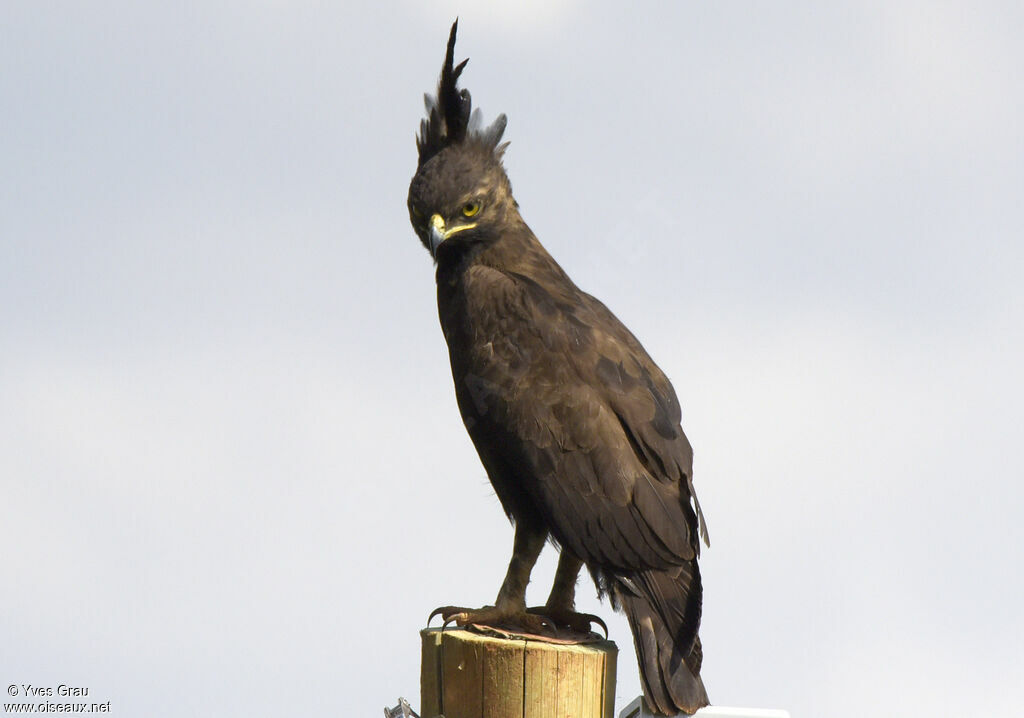 Long-crested Eagle