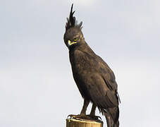 Long-crested Eagle