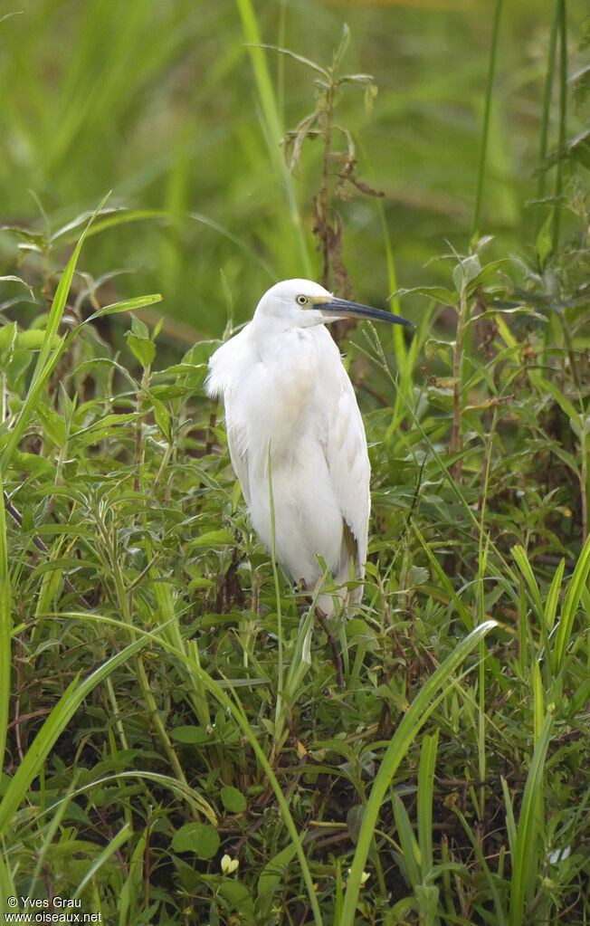 Aigrette garzette