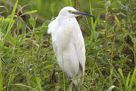 Little Egret